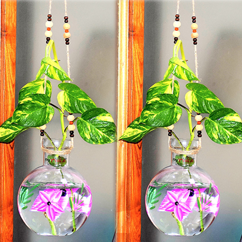 Mithilashri Glass Vase Set of 2 Round Hanging 20x16 cm iron L shape hanger for Money Plant Elegant Flower Designed Vase |Lucky Bamboo Plant | Elegant Flower Designed Vase | Flower Pot | Clear 20X16 cm