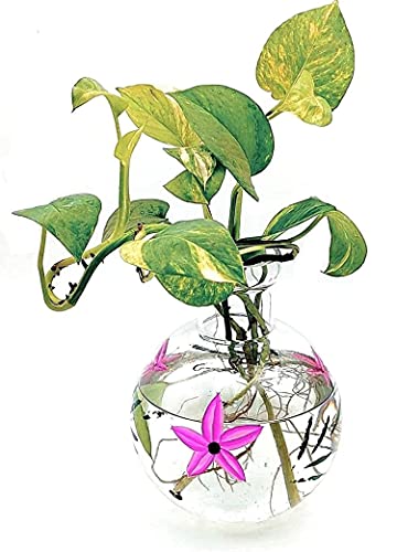 Round Flower Glass Vase 20X16 Cm Elegant Flower Designed Vase For Money Plant, Lucky Bamboo Plant