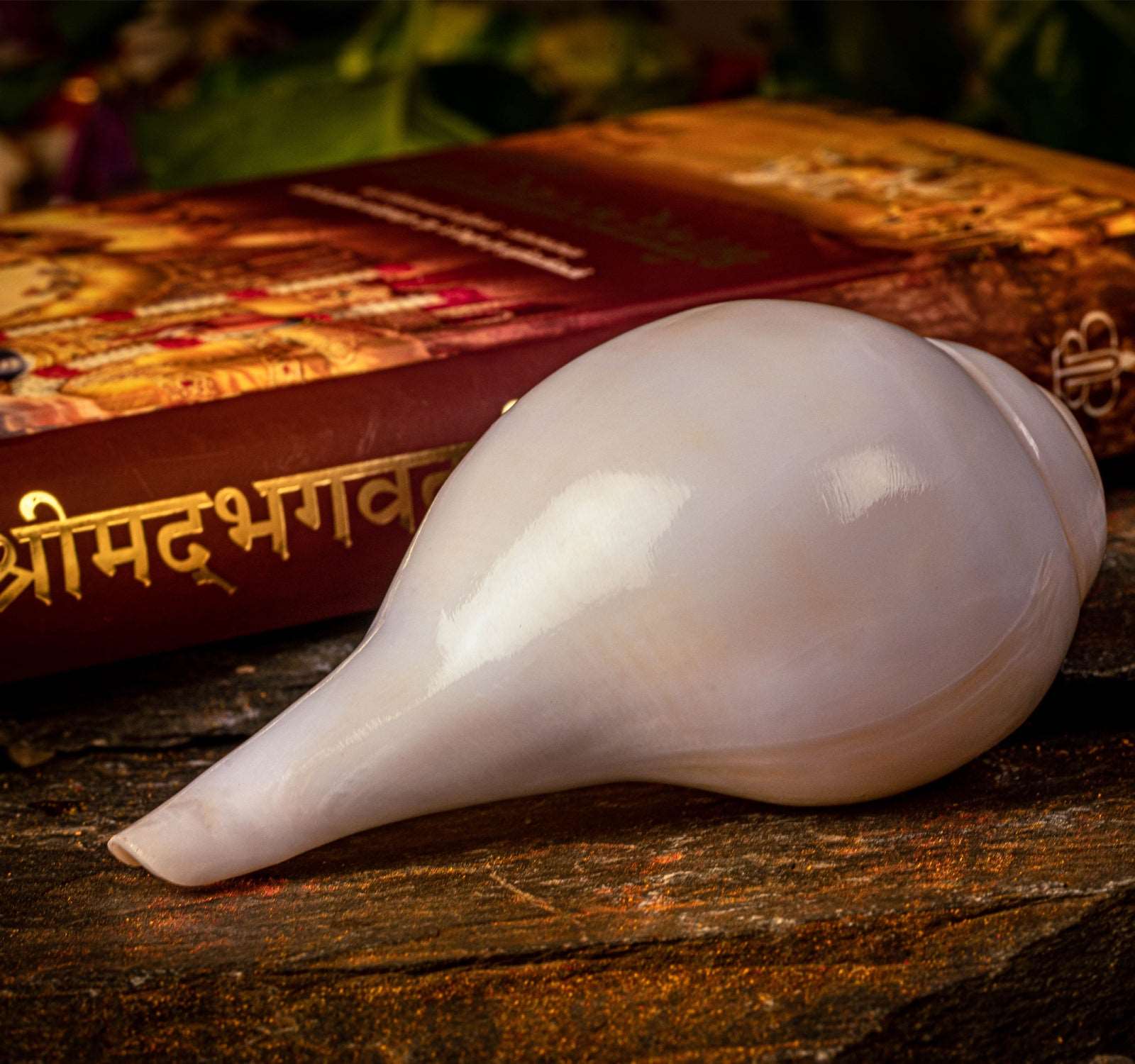 Blowing Shankh