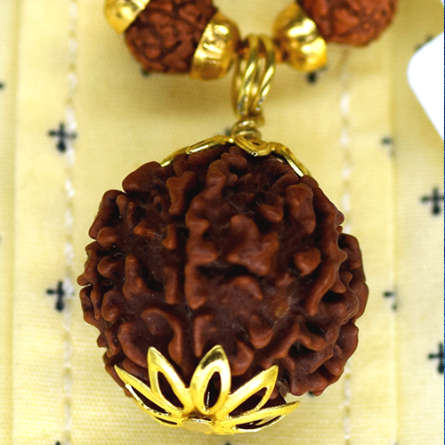 Seven Face(Saat-Mukhi) Rudraksha