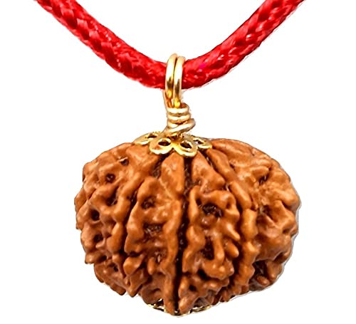 Seven Face(Saat-Mukhi) Rudraksha