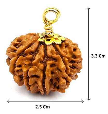 Seven Face(Saat-Mukhi) Rudraksha