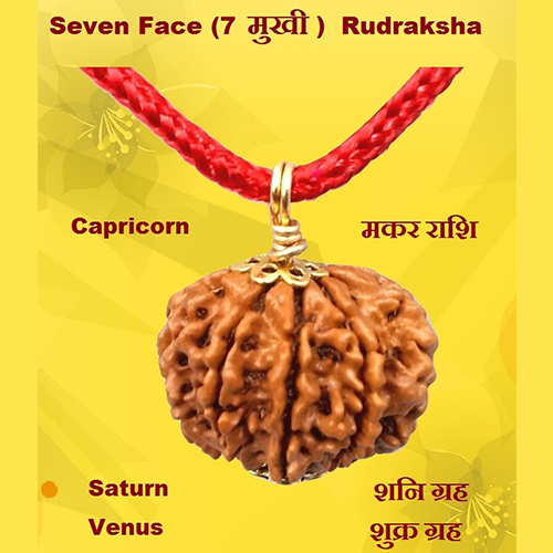 Seven Face(Saat-Mukhi) Rudraksha