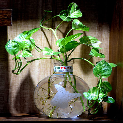 Round Glass Vase - Large - Butterfly - 20X16 Cm