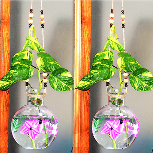 Glass Vase Set of 2 Round Hanging 20x16 cm  iron L shape hanger for Money Plant Elegant Flower Designed Vase |Lucky Bamboo Plant | Elegant Flower Designed Vase | Flower Pot | Clear 20X16 cm