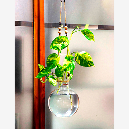 Round Glass Vase  with Jute Rope Hanging And Wall Hanger for Money Plant Lucky Bamboo Plant | Elagant Ball Shaped Vase | Flower Pot | Clear 20*16CM